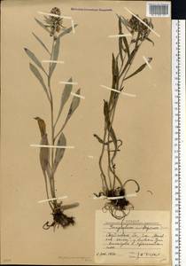 Omalotheca norvegica (Gunnerus) Sch. Bip. & F. W. Schultz, Eastern Europe, Eastern region (E10) (Russia)