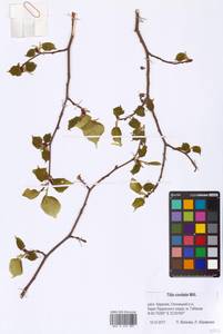 Tilia cordata Mill., Eastern Europe, Northern region (E1) (Russia)