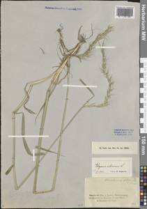 Elymus sibiricus L., Middle Asia, Northern & Central Tian Shan (M4) (Kazakhstan)
