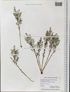 Thesium longifolium Turcz., Siberia, Baikal & Transbaikal region (S4) (Russia)