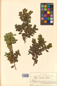 Ilex crenata Thunb., Siberia, Russian Far East (S6) (Russia)