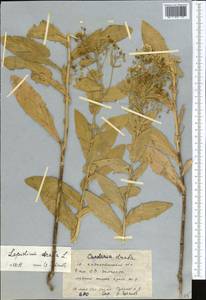 Lepidium draba L., Middle Asia, Western Tian Shan & Karatau (M3) (Kazakhstan)