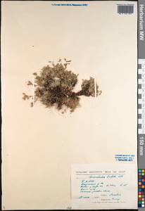 Chamaerhodos trifida Ledeb., Siberia, Baikal & Transbaikal region (S4) (Russia)