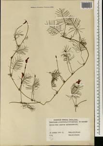 Ipomoea quamoclit L., Africa (AFR) (Guinea)