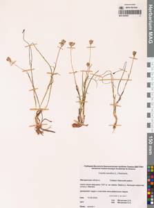 Gagea serotina (L.) Ker Gawl., Siberia, Chukotka & Kamchatka (S7) (Russia)