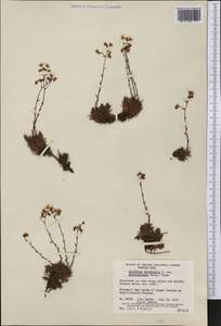 Saxifraga bronchialis subsp. austromontana (Wieg.) Piper, America (AMER) (Canada)