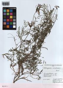 KUZ 001 472, Astragalus ceratoides M. Bieb., Siberia, Altai & Sayany Mountains (S2) (Russia)