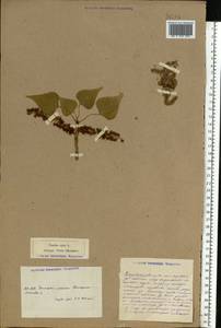 Populus nigra L., Eastern Europe, South Ukrainian region (E12) (Ukraine)