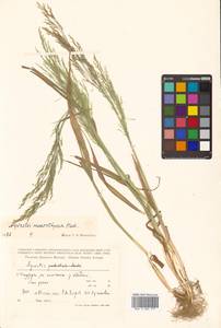 Agrostis clavata Trin., Siberia, Russian Far East (S6) (Russia)