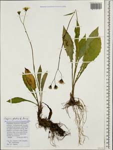 Crepis caucasica C. A. Mey., Caucasus, Stavropol Krai, Karachay-Cherkessia & Kabardino-Balkaria (K1b) (Russia)