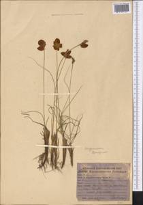 Carex physodes M.Bieb., Middle Asia, Karakum (M6) (Turkmenistan)