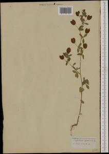 Trifolium aureum Pollich, Western Europe (EUR) (Not classified)