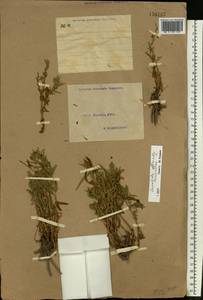 Gratiola officinalis L., Eastern Europe, North Ukrainian region (E11) (Ukraine)