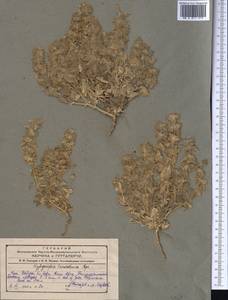 Hypogomphia turkestana Bunge, Middle Asia, Pamir & Pamiro-Alai (M2) (Uzbekistan)