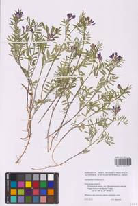 Astragalus arenarius L., Eastern Europe, Central region (E4) (Russia)
