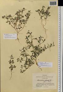 Chenopodium karoi (Murr) Aellen, Siberia, Altai & Sayany Mountains (S2) (Russia)