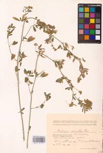 Medicago sativa L., Eastern Europe, Lower Volga region (E9) (Russia)