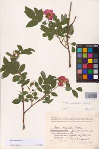 Rosa majalis Herrm., Eastern Europe, Lower Volga region (E9) (Russia)