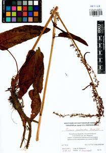 Rumex aquaticus L., Siberia, Baikal & Transbaikal region (S4) (Russia)