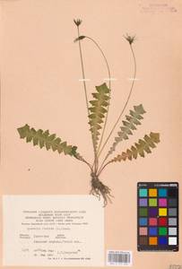 Aposeris foetida (L.) Less., Eastern Europe, West Ukrainian region (E13) (Ukraine)