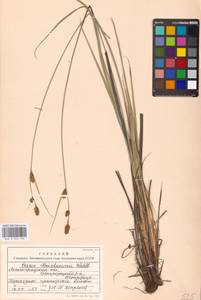 Carex buxbaumii Wahlenb., Eastern Europe, North-Western region (E2) (Russia)