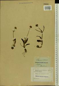 Valeriana tuberosa L., Eastern Europe, South Ukrainian region (E12) (Ukraine)