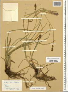 Carex spicata subsp. spicata, Caucasus, Armenia (K5) (Armenia)
