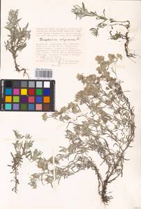 Gnaphalium uliginosum L., Middle Asia, Caspian Ustyurt & Northern Aralia (M8) (Kazakhstan)