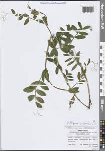 Lathyrus pisiformis L., Eastern Europe, Middle Volga region (E8) (Russia)