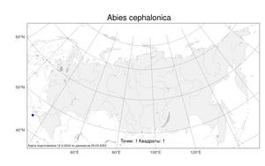 Abies cephalonica Loudon, Atlas of the Russian Flora (FLORUS) (Russia)