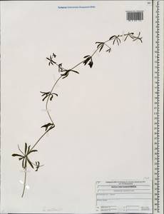 Galium spurium subsp. spurium, Eastern Europe, Central forest region (E5) (Russia)