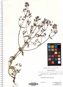 Nepeta ucranica L., Eastern Europe, Eastern region (E10) (Russia)