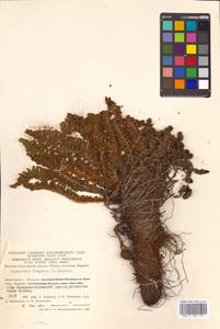 Dryopteris fragrans (L.) Schott, Siberia, Chukotka & Kamchatka (S7) (Russia)