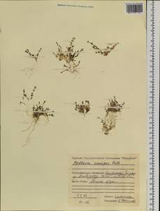 Stellaria longipes subsp. longipes, Siberia, Central Siberia (S3) (Russia)