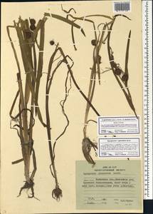 Sparganium glomeratum × emersum, Siberia, Chukotka & Kamchatka (S7) (Russia)