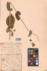 Bupleurum aureum Fisch., Eastern Europe, Eastern region (E10) (Russia)