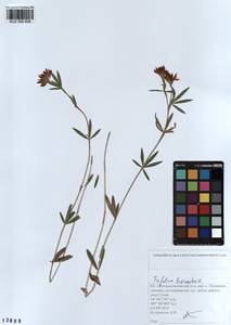 KUZ 000 856, Trifolium lupinaster L., Siberia, Altai & Sayany Mountains (S2) (Russia)