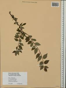 Prunus cerasifera Ehrh., Eastern Europe, Central forest region (E5) (Russia)