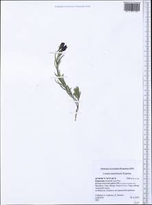 Linaria transiliensis Kuprian., Middle Asia, Northern & Central Tian Shan (M4) (Kyrgyzstan)