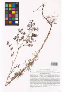 Galium volhynicum Pobed., Eastern Europe, South Ukrainian region (E12) (Ukraine)