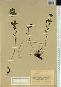 Euphorbia altaica C.A.Mey. ex Ledeb., Siberia, Altai & Sayany Mountains (S2) (Russia)