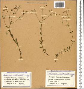 Linum catharticum L., Caucasus, Stavropol Krai, Karachay-Cherkessia & Kabardino-Balkaria (K1b) (Russia)