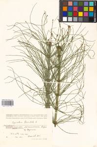 Equisetum fluviatile L., Eastern Europe, Moscow region (E4a) (Russia)