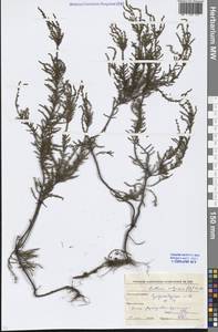 Calluna vulgaris (L.) Hull, Eastern Europe, Moscow region (E4a) (Russia)