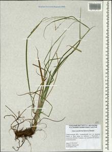 Carex arnellii Christ ex Scheutz, Eastern Europe, Eastern region (E10) (Russia)