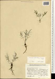 Potentilla verticillaris Stephan ex Willd., Mongolia (MONG) (Mongolia)