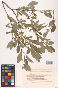 Prunus tenella Batsch, Eastern Europe, Lower Volga region (E9) (Russia)