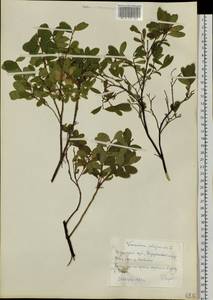 Vaccinium uliginosum L., Siberia, Central Siberia (S3) (Russia)