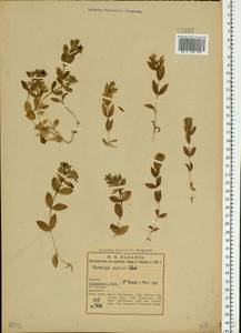 Honckenya peploides (L.) Ehrh., Eastern Europe, Northern region (E1) (Russia)