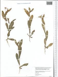 Isatis gymnocarpa (Fisch. ex DC.) Al-Shehbaz, Moazzeni & Mummenhoff, Middle Asia, Caspian Ustyurt & Northern Aralia (M8) (Kazakhstan)